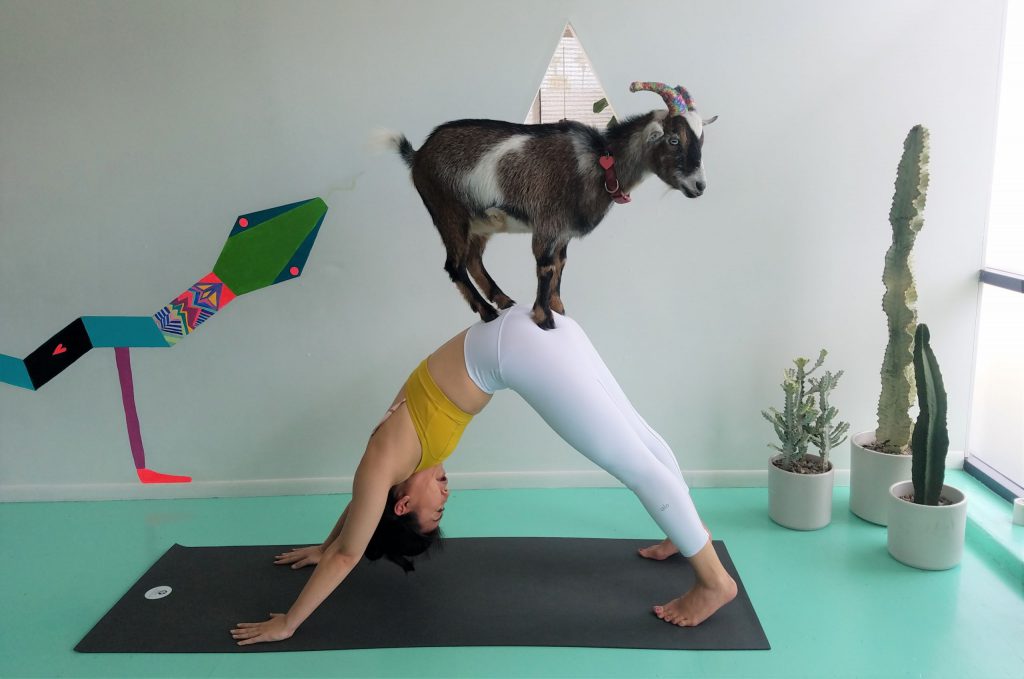 Combating Stress With the Latest Exercise Craze: Goat Yoga