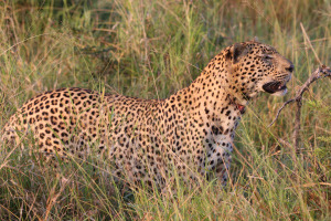 leopard 5