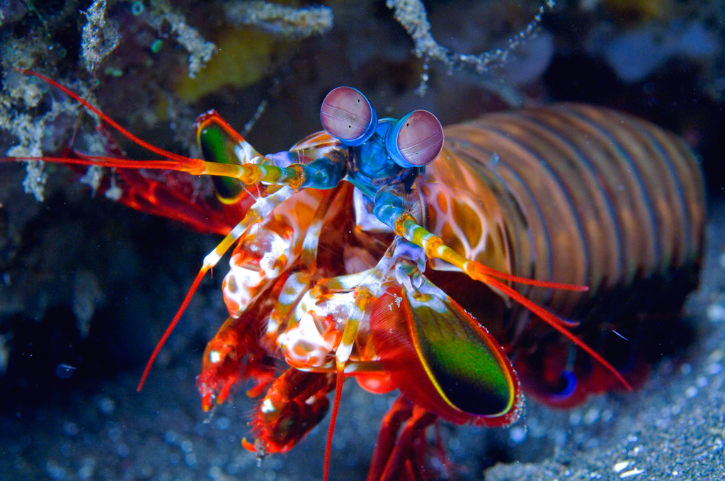 mantis-shrimp1